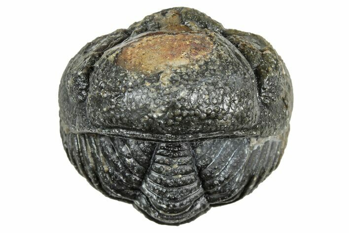 Wide Enrolled Morocops Trilobite - Morocco #323528